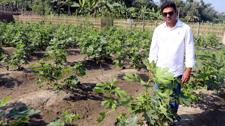 Helpful Fig Farming in India - Information for Beginners